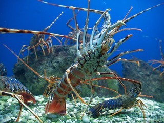 sea