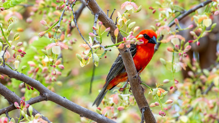 Oiseau - Masaï Mara Kenya