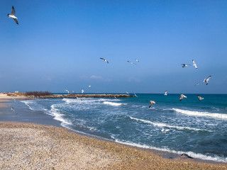 A Flock Of Seabirds Fly Over The Blue Sea.