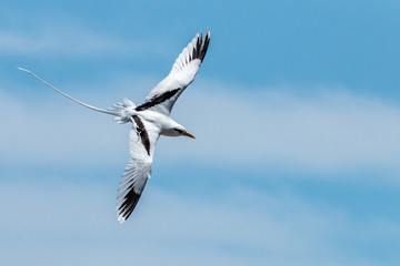 Oiseau - Masaï Mara Kenya
