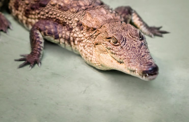crocodile head isolated close up on a green background