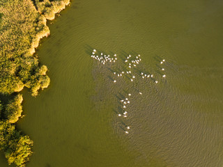 Breeding grounds of pelicans in Tuzly Estuary National Nature Park near by Black Sea coast, Ukraine