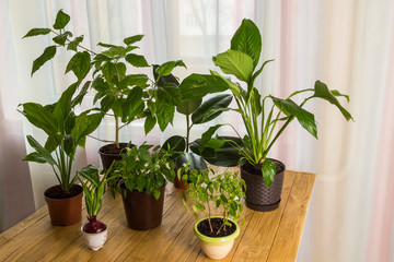 Houseplants in pots on table. Home comfort concept.