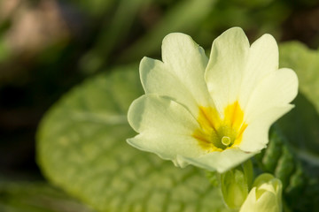 Primula vulgaris, the common primrose or English primrose, European flowering plant, family Primulaceae, first flowers to appear in spring growing from leaf rosette, pale yellow petals, actinomorphic 