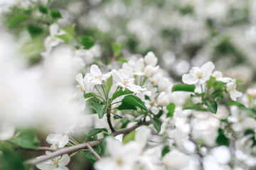 white blooming apple tree flowers