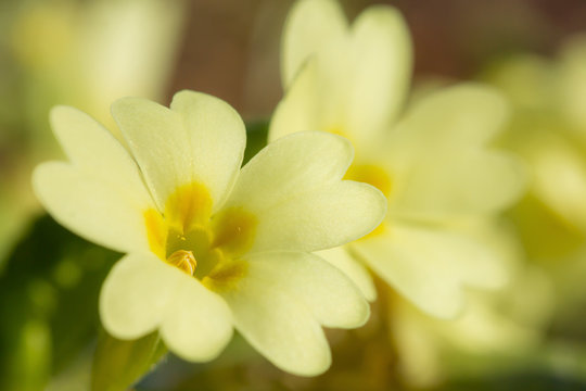 Primula vulgaris, the common primrose or English primrose, European flowering plant, family Primulaceae, first flowers to appear in spring growing from leaf rosette, pale yellow petals, actinomorphic 