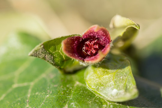 Asarum europaeum, Asarabacca, European wild ginger, hazelwort or wild spikenard, birthwort family Aristolochiaceae, European plant with reniform kidney shaped leaves and solitary dull purple flowers 