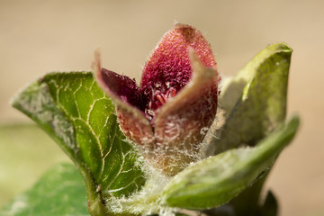 Asarum europaeum, Asarabacca, European wild ginger, hazelwort or wild spikenard, birthwort family Aristolochiaceae, European plant with reniform kidney shaped leaves and solitary dull purple flowers 