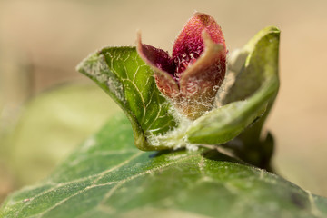 Asarum europaeum, Asarabacca, European wild ginger, hazelwort or wild spikenard, birthwort family...