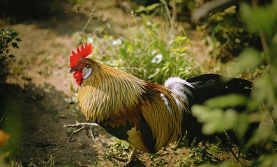 Close up of head of golden rooster standing on traditional rural barnyard in the morning. Portrait of colorful long-tailed Phoenix cockerel in chicken coop. Cock walk and feed in henhouse on farmyard