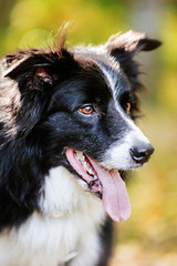 black and white border collie dog face