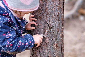 Close-up of a caucasian child girl in winter clothing playing with the bark of a pine tree and a small piece of wood. Seen in Germany in February - obrazy, fototapety, plakaty