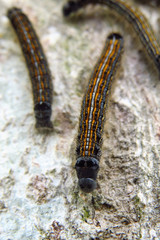 Lackey moth (Malacosoma neustria) caterpillar, a moth in the family Lasiocampidae, caterpillars are brightly coloured and form silken tents to regulate their temperature. Brown, blue, orange, white