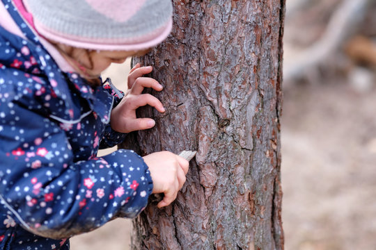 Close-up of a caucasian child girl in winter clothing playing with the bark of a pine tree and a small piece of wood. Seen in Germany in February