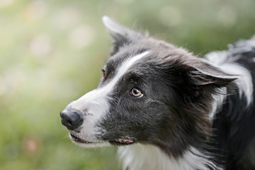black and white border collie dog face