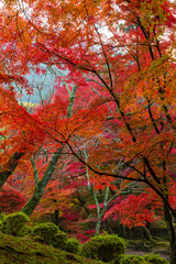 京都、毘沙門堂の紅葉