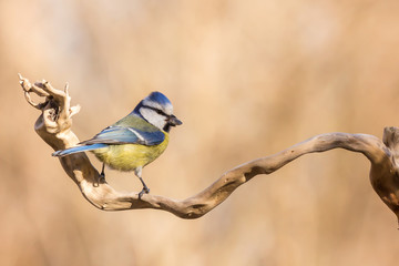 Blue tit (Cyanistes caeruleus) or Eurasian blue tit, small passerine bird in the tit family Paridae. Blue, yellow and white plumage small sized common garden bird.
