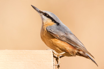 Nuthatch (Sitta europaea) Eurasian nuthatch bird perching on a branch, close up bird photo with blurry background, common wood and garden bird with orange breast and grey back
