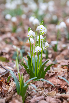 Leucojum vernum im M&auml;rzenbecher Wald Hain bei Gro&szlig;schwabhausen