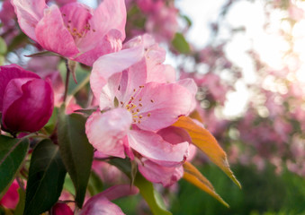 Macro image of beautiful pink blooming flowers on sakura tree at spring