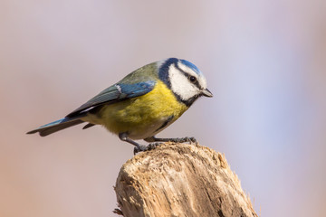 Naklejka premium Blue tit (Cyanistes caeruleus) or Eurasian blue tit, small passerine bird in the tit family Paridae. Blue, yellow and white plumage small sized common garden bird.