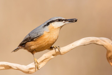 Nuthatch (Sitta europaea) Eurasian nuthatch bird perching on a branch, close up bird photo with blurry background, common wood and garden bird with orange breast and grey back