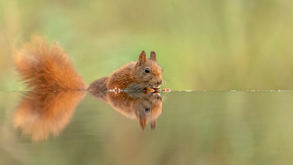 eichhörnchen Spiegelbild