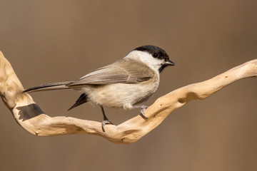 Fototapeta premium Marsh tit (Poecile palustris) is a passerine bird in the tit family Paridae and genus Poecile, black crown and nape, pale cheeks, brown back and greyish-brown wings and tail, Paridae