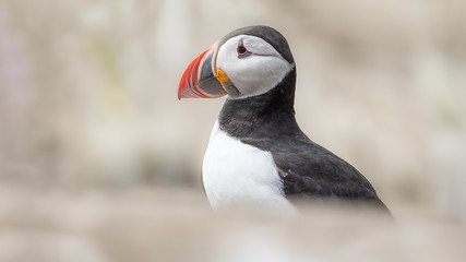 Papageitaucher © Andreas