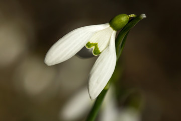 Snowdrop (Galanthus nivalis) in the woods, common snowdrop flower, first bulbs to bloom in spring widely spread in woodlands and gardens, earliest spring flower in family Amaryllidaceae
