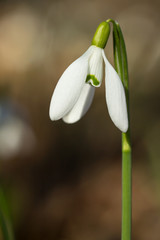 Snowdrop (Galanthus nivalis) in the woods, common snowdrop flower, first bulbs to bloom in spring widely spread in woodlands and gardens, earliest spring flower in family Amaryllidaceae