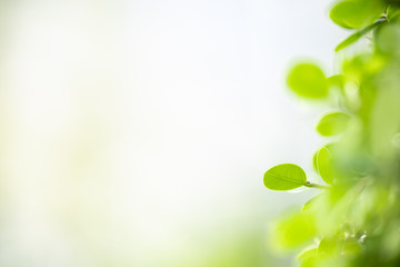 Close up of nature view green leaf on blurred greenery background under sunlight with bokeh and copy space using as background natural plants landscape, ecology wallpaper concept.