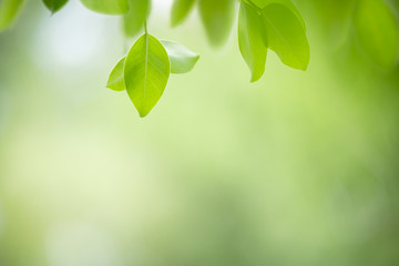 Close up of nature view green leaf on blurred greenery background under sunlight with bokeh and copy space using as background natural plants landscape, ecology wallpaper concept.