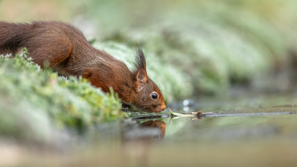 Eichhörnchen