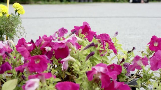 A bee flying from one flower to another. Petunia flowers growing.