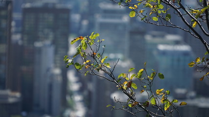 branch of a tree with city in the background