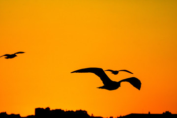 Fototapeta premium Silhouettes of seagulls on the sky at sunset