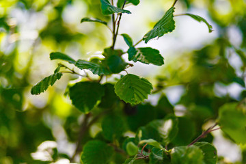 summer forest with green leaves, the sun shines through the leaves