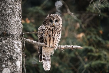 Close up of wonderful ural owl in the wild forest.