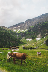 Fototapeta na wymiar Wonderful Alpine Highlands with cows. Traditional austrian alpine hut.