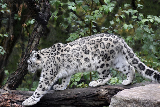 Schneeleopard
