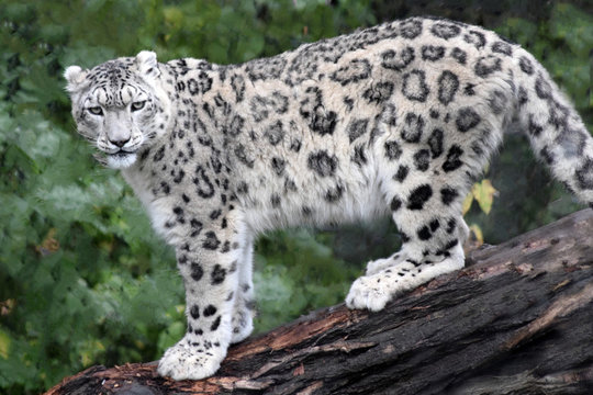 Schneeleopard