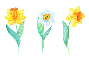 Watercolor Narcissus.Spring Floral illustration on the white background.Set of yellow,white flowers,green leaves.Watercolour