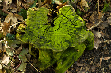 Morning spring park with fresh green and walking routes