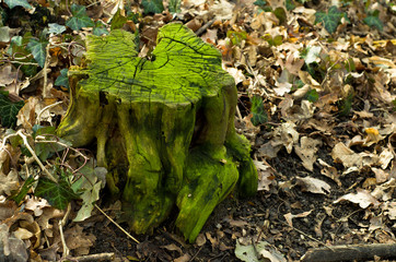 Morning spring park with fresh green and walking routes