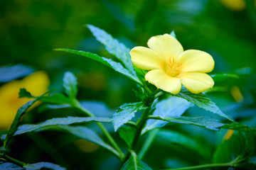 Fototapeta na wymiar yellow flower at the garden. Tropical flora. Blossoming Golden Trumpet Vine after the rain