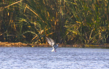 pied kingfisher's hunt