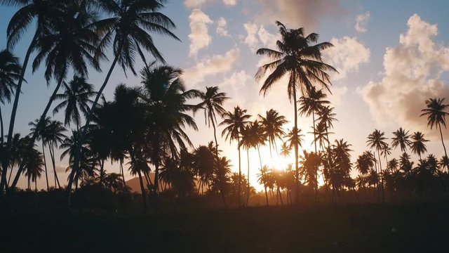 Palm row at sunset on a tropical island. The sun sets over the mountains in a paradise. Coconut trees silhouettes on sunset sky background
