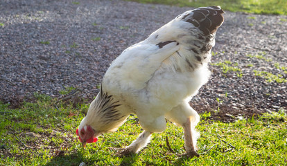 hen and rooster brahma during the day