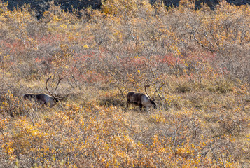 Barren Ground Caribou Bulls in Autumn in Denali National Park Alaska
